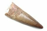 Fossil Spinosaurus Tooth - Real Dinosaur Tooth #370549-1